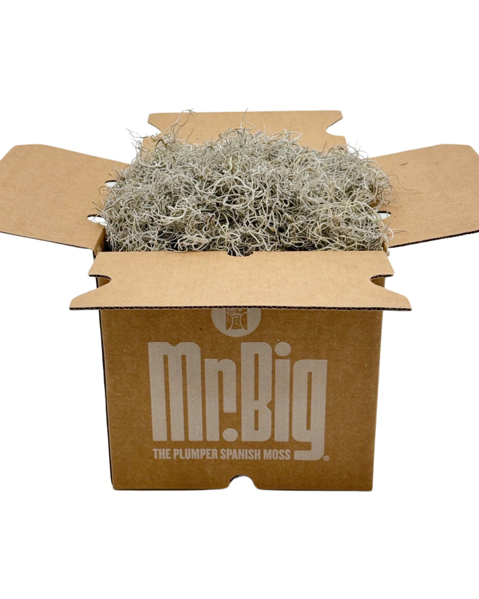 Mr. Big Fresh Spanish Moss