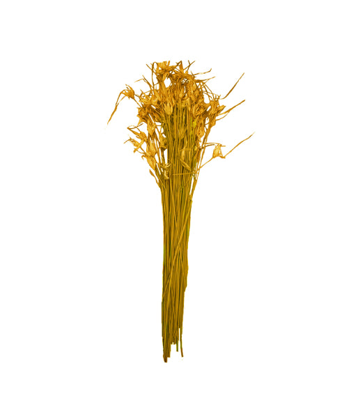 Tulip Star Grass Preserved Bouquet