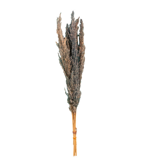 Pampas Grass 6 Stem Preserved Bouquet