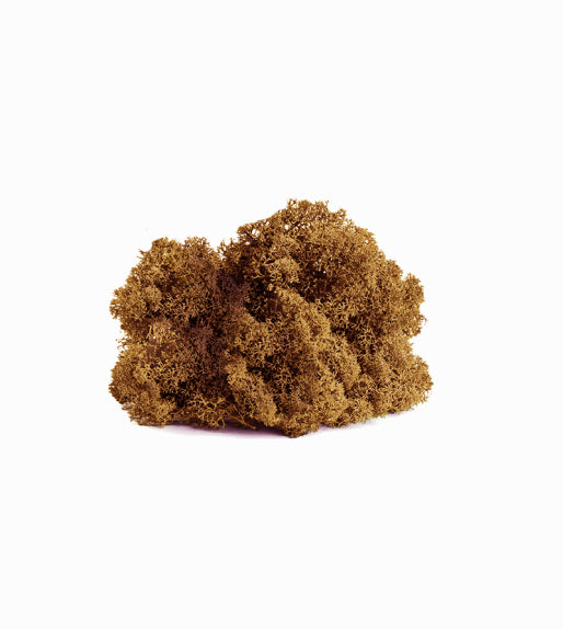 Preserved Reindeer Moss