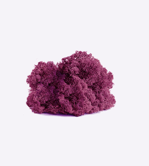 Preserved Reindeer Moss