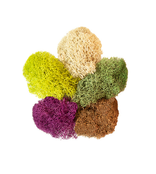 Preserved Reindeer Moss