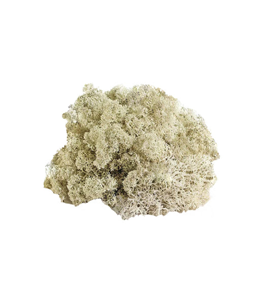 Preserved Reindeer Moss