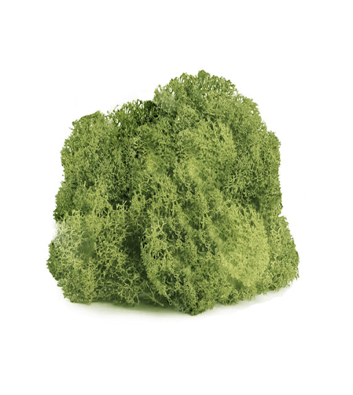 Preserved Reindeer Moss