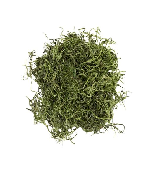 Preserved Spanish Moss